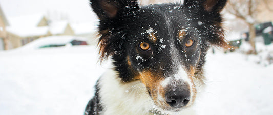 Get Frost Winter! Caring For Pets During the Icy Season