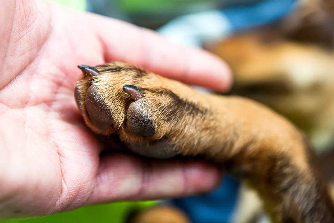 5 Tips to Take Care of Your Pets Paws