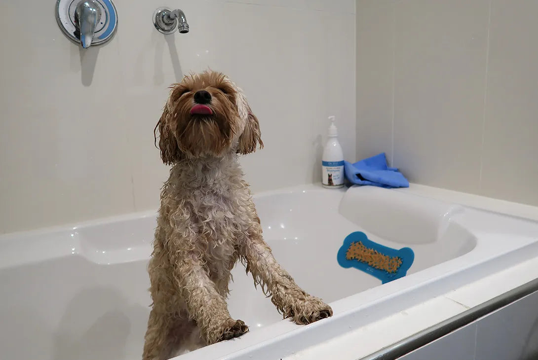 It's a Ruff Life: How to Manage Bath Time Anxiety